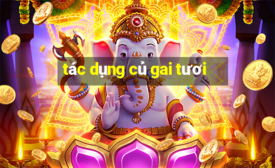 tác dụng củ gai tươi