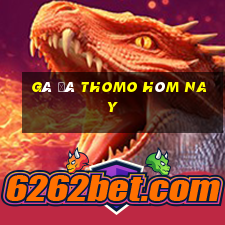 gà đá thomo hôm nay