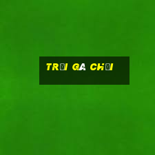 trại gà chọi