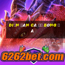 diễn đàn cá độ bóng đá