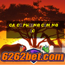 ca cổ phương cẩm ngọc