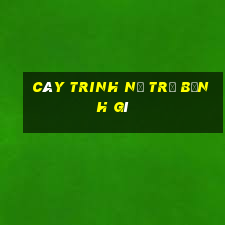 cây trinh nữ trị bệnh gì