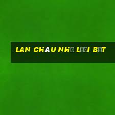 lan châu như lưỡi bệt