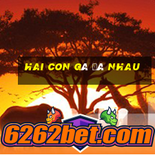 hai con gà đá nhau