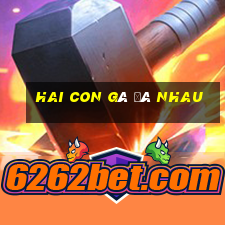 hai con gà đá nhau