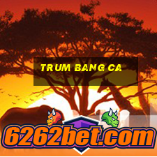 trum bang ca