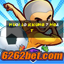 nuôi lô khung 7 ngày