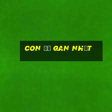 con đề gan nhất