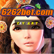 cây đa rụt