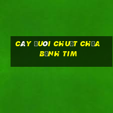 cây đuôi chuột chữa bệnh tim