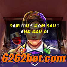 câm đầu 5 hôm sau đánh con gì