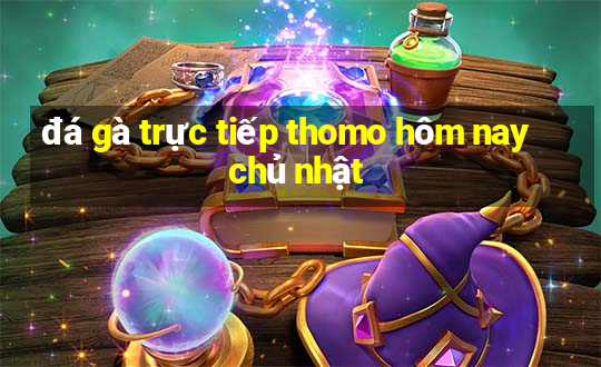 đá gà trực tiếp thomo hôm nay chủ nhật