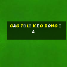 Các tỷ lệ kèo bóng đá