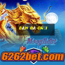 bán gà chọi