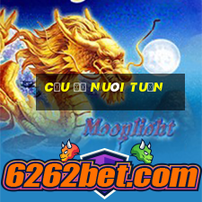 cầu đề nuôi tuần