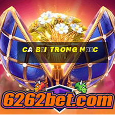 cá bơi trong nước