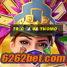 trực đá gà thomo