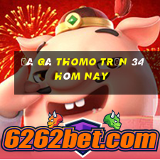 đá gà thomo trận 34 hôm nay