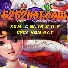 xem đá gà trực tiếp cpc4 hôm nay