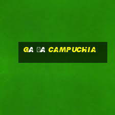 gà đá campuchia